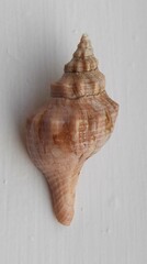 Australaria australasia