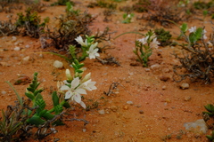 Lapeirousia spinosa