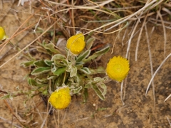 Helichrysum aureum