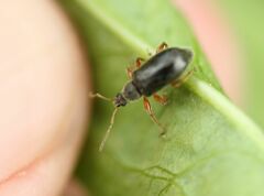 Phyllobius oblongus