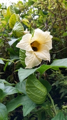 Momordica cochinchinensis