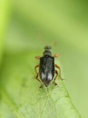 Phyllobius oblongus