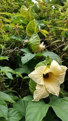 Momordica cochinchinensis