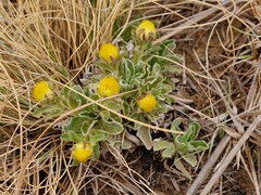 Helichrysum aureum
