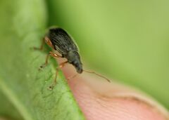 Phyllobius oblongus