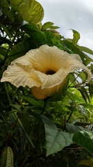 Momordica cochinchinensis