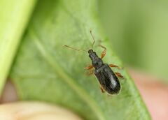 Phyllobius oblongus
