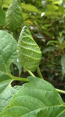 Momordica cochinchinensis