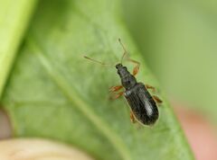 Phyllobius oblongus