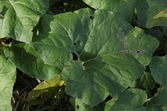 Petasites spurius