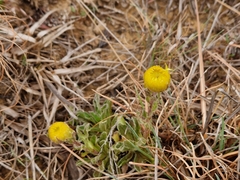 Helichrysum aureum
