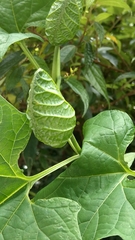 Momordica cochinchinensis