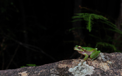 Ranoidea pearsoniana