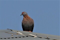 Columba guinea