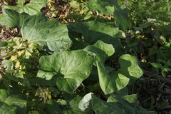 Petasites spurius