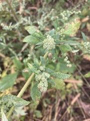Chenopodium betaceum