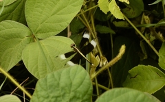 Neurothemis tullia