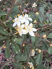 Asterolasia asteriscophora albiflora