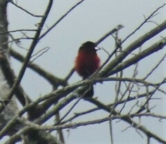 Ramphocelus dimidiatus
