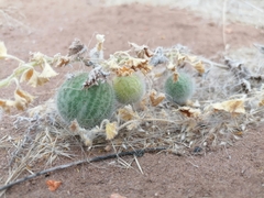 Citrullus ecirrhosus