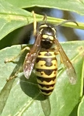 Vespula atropilosa