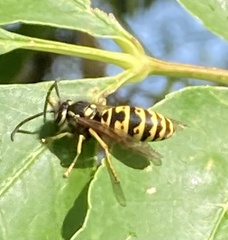 Vespula atropilosa