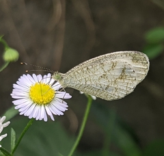 Leptosia nina