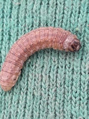 Noctua fimbriata