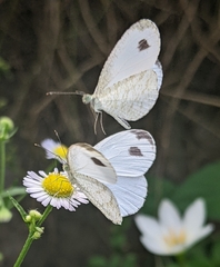 Leptosia nina