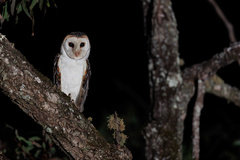 Tyto novaehollandiae