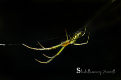 Leucauge decorata