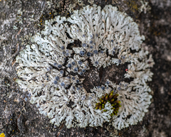 Physcia caesia