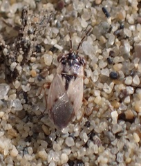 Geocoris