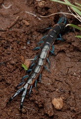 Scolopendra laeta