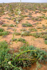 Chlorophytum namaquense