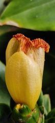 Costus pictus
