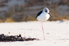 Himantopus leucocephalus