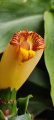 Costus pictus