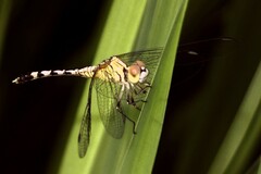 Diplacodes trivialis