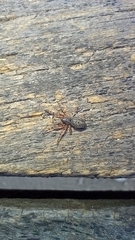 Trachelopachys