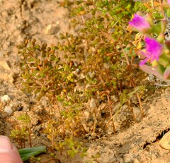 Oxalis clavifolia