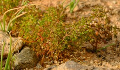 Oxalis clavifolia