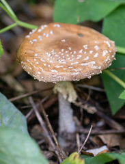 Amanita pantherina