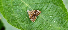 Choreutis