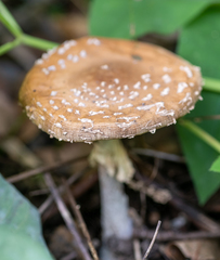 Amanita pantherina