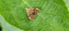 Choreutis