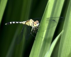 Diplacodes trivialis