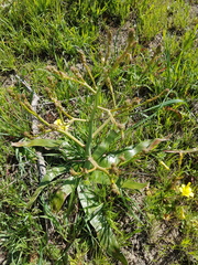 Trachyandra muricata