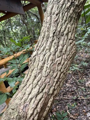 Ehretia dicksonii