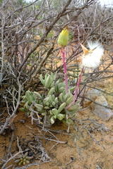 Kleinia cephalophora